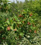 Acer tataricum