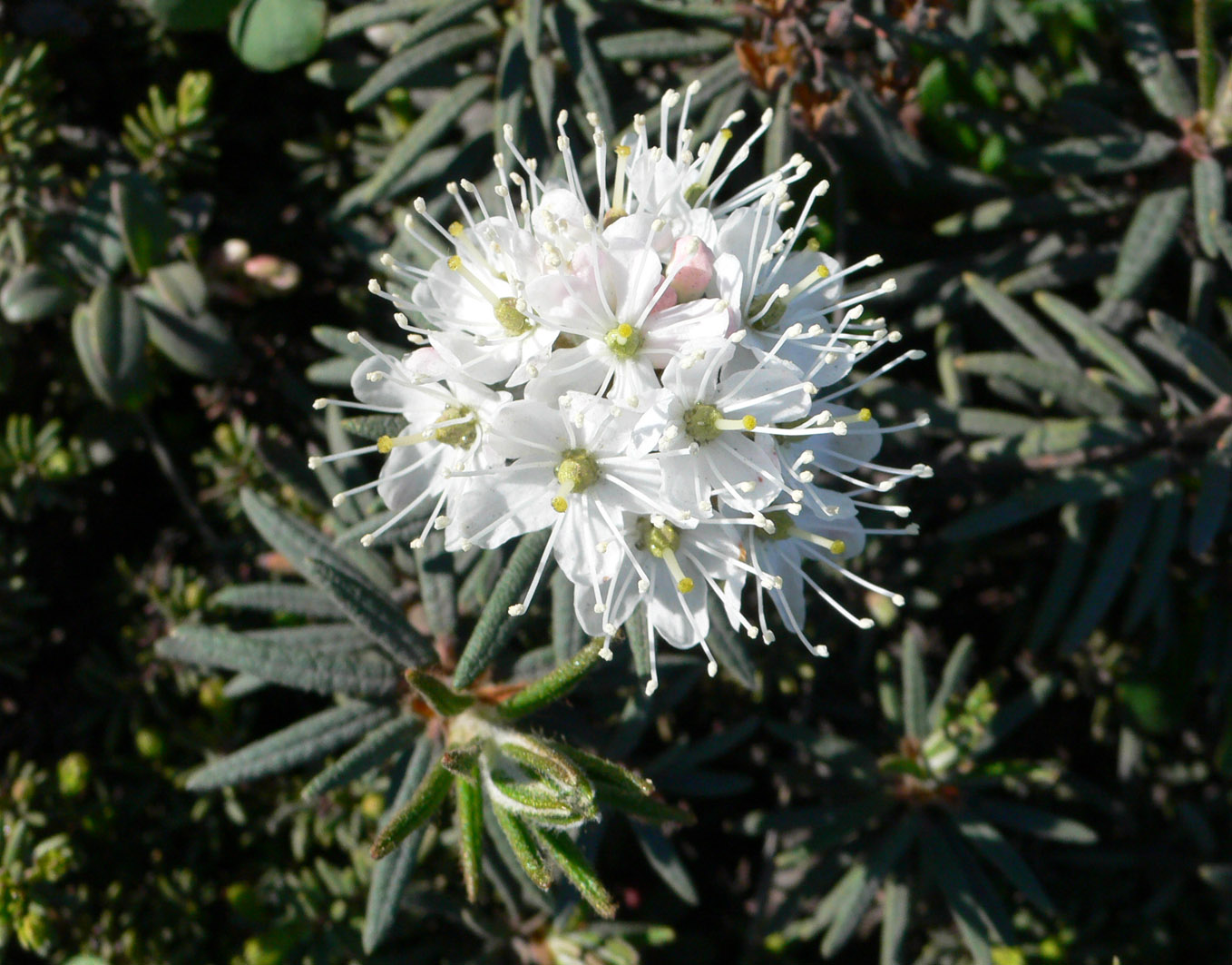 Изображение особи Ledum decumbens.