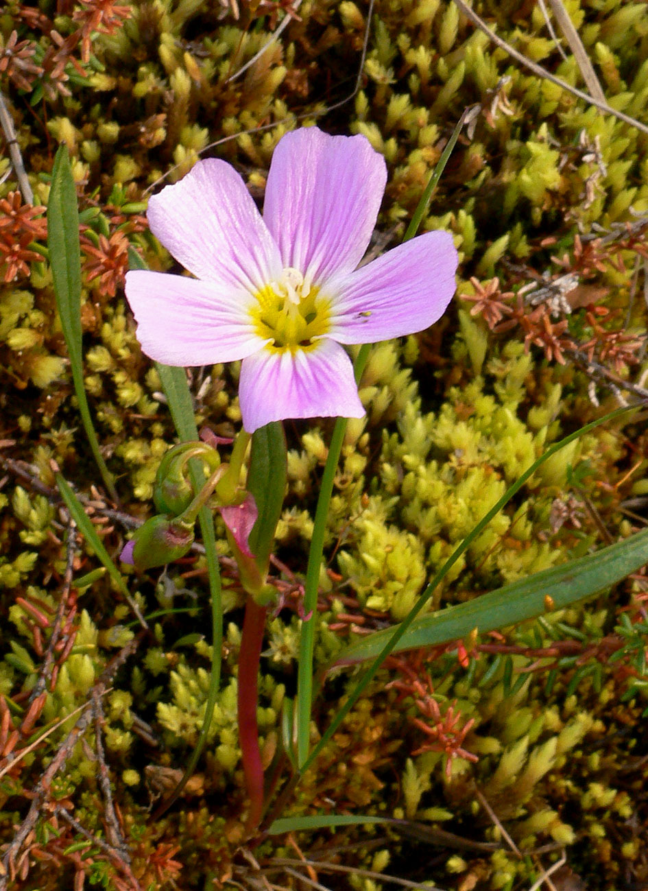Image of Claytonia acutifolia specimen.