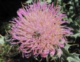 Cirsium cephalotes