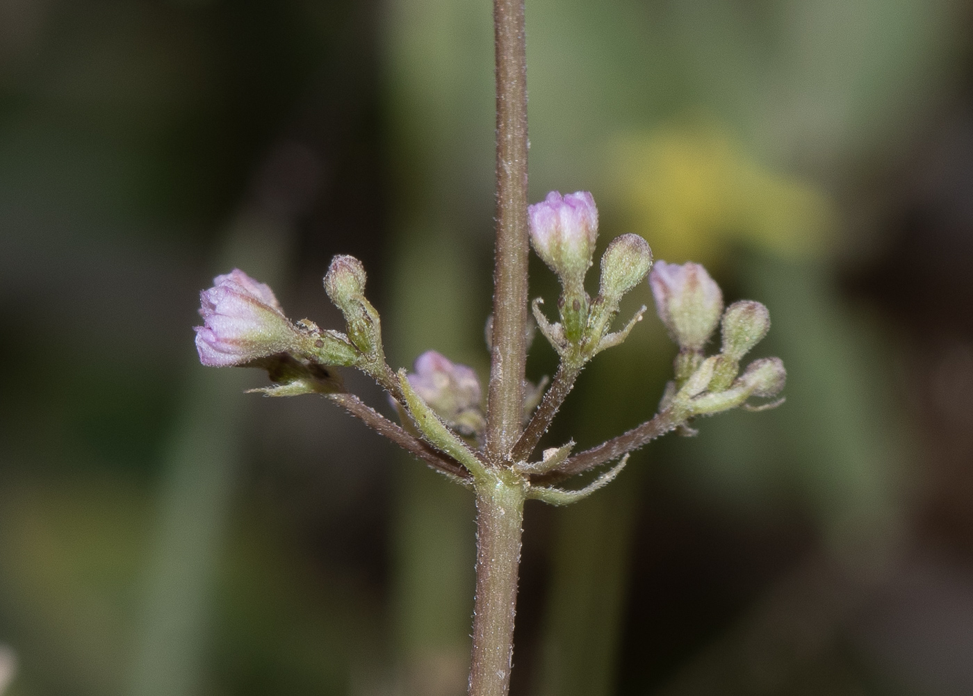 Изображение особи Commicarpus helenae.