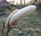 Magnolia salicifolia