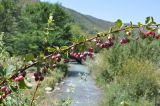 Berberis sphaerocarpa