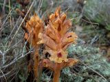 Orobanche alba