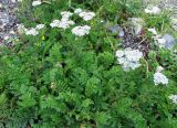 Achillea nobilis