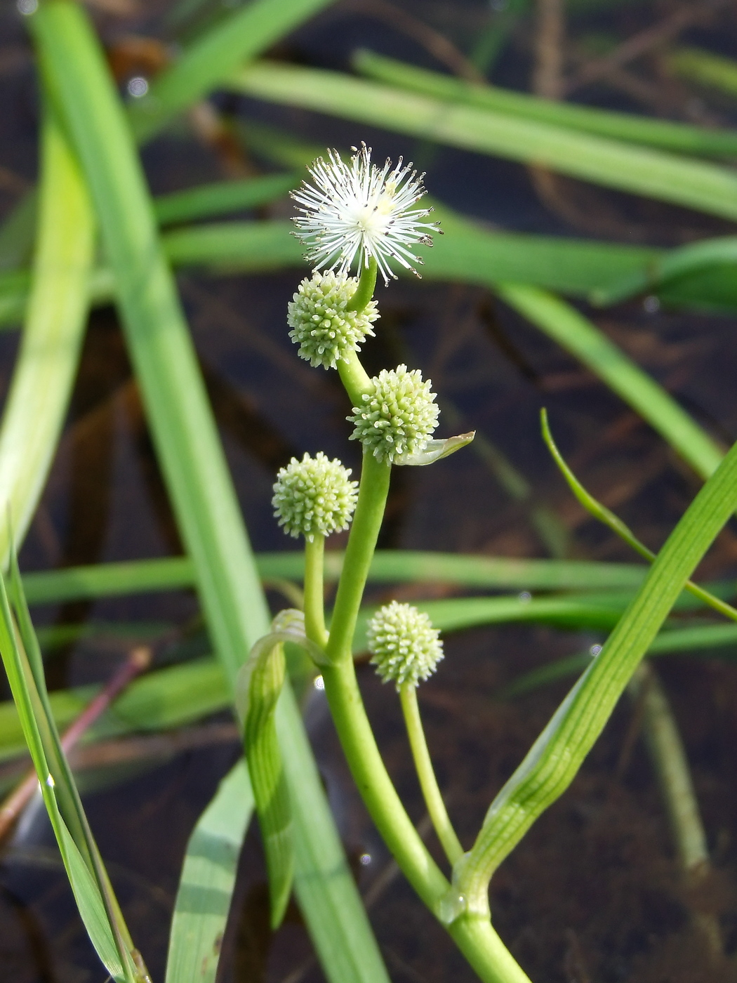 Изображение особи Sparganium hyperboreum.