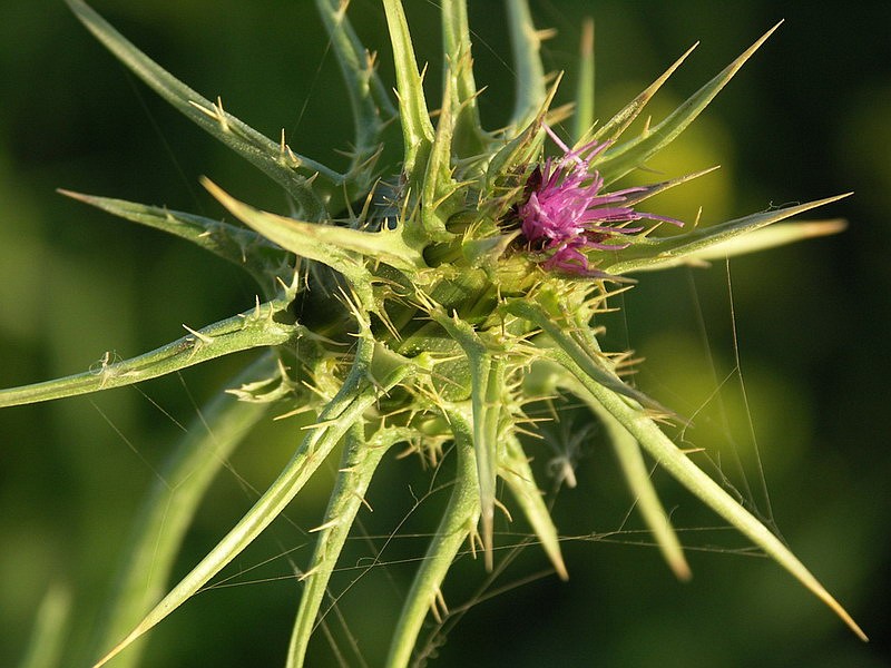 Изображение особи Silybum marianum.