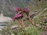 Sempervivum pumilum. Цветущее растение. Кабардино-Балкария, Черекский р-н, Кабардино-Балкарский высокогорный заповедник, Мижиргийское ущелье, ≈ 2400 м н.у.м., альпийский луг. 17.08.2021.