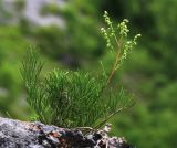 Artemisia commutata