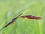 Carex acuta