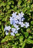 Plumbago auriculata. Цветки. Марокко, обл. Касабланка - Сеттат, г. Касабланка, в культуре. 30.12.2022.