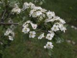 Crataegus monogyna