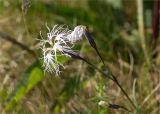 Dianthus superbus. Соцветие. Мурманская обл., п-ов Средний, устье р. Выкат, разнотравный приморский луг. 12.07.2023.