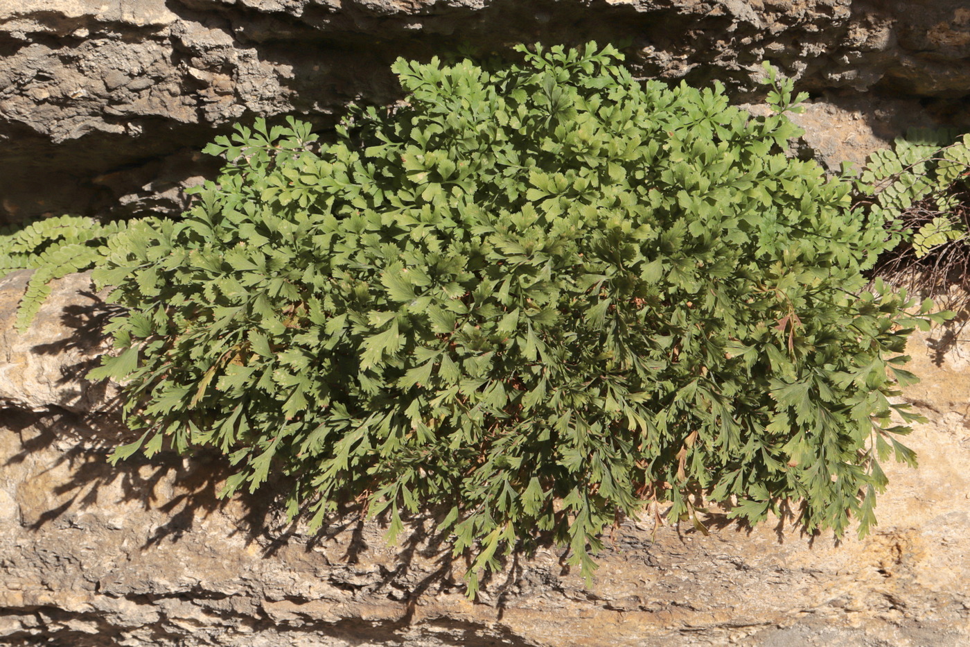 Изображение особи Asplenium ruta-muraria.