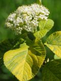 Viburnum lantana