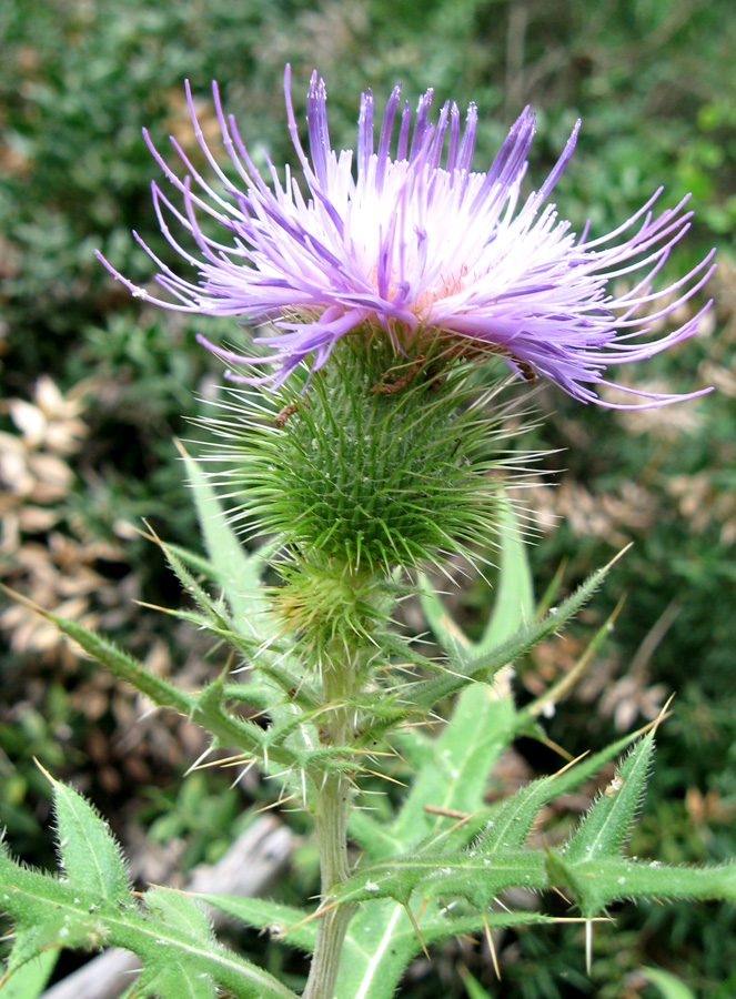 Изображение особи Cirsium laniflorum.