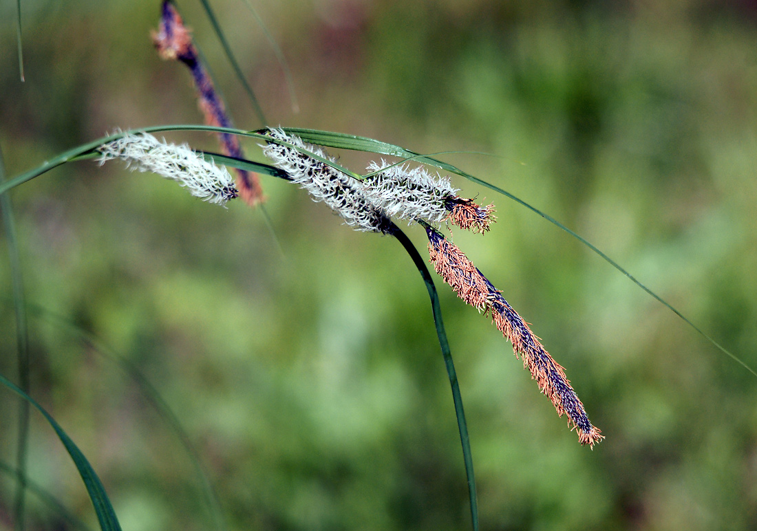 Изображение особи Carex acuta.