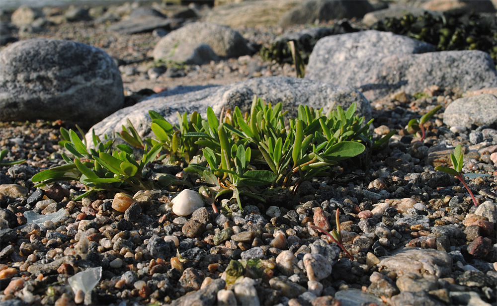 Изображение особи Atriplex nudicaulis.