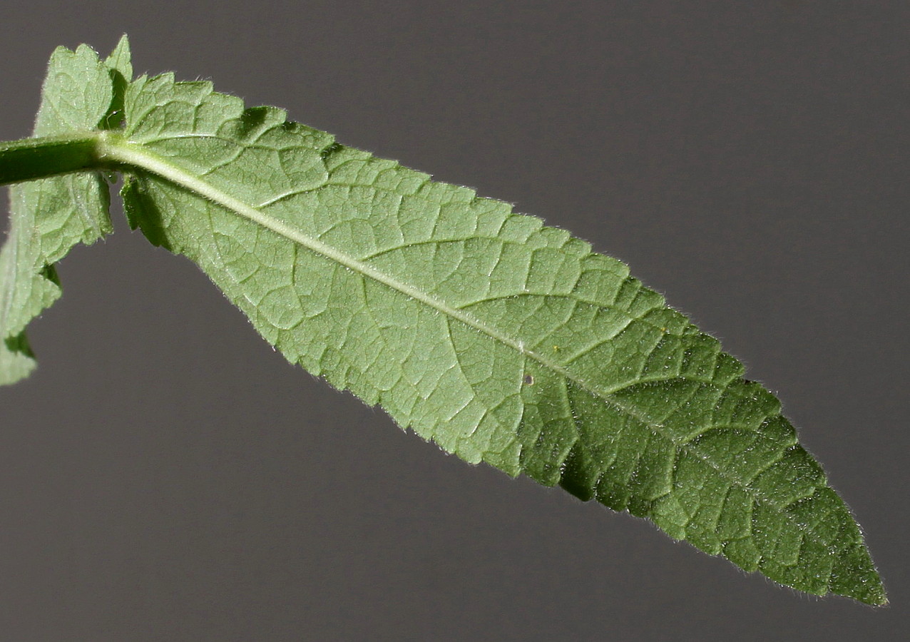 Изображение особи Stachys palustris.