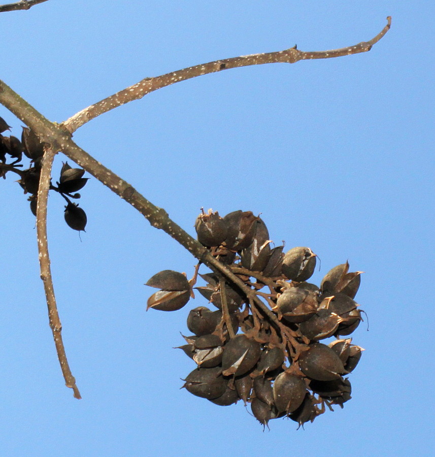 Image of Paulownia tomentosa specimen.