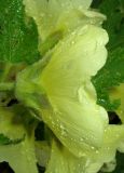 Alcea rugosa. Цветок (вид сбоку). Крым, Белогорский р-н, окр. с. Земляничное, у дороги. 23 июня 2013 г.