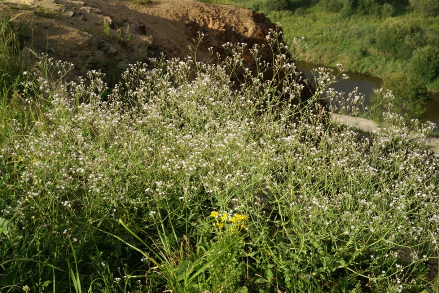 Изображение особи Gypsophila pacifica.