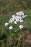 Oedibasis chaerophylloides