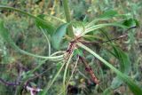 Silene nutans