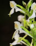 Platanthera bifolia