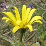 Tragopogon pusillus. Соцветие. Краснодарский край, г. Новороссийск, мыс Шесхарис, приморский склон. 22.03.2014.