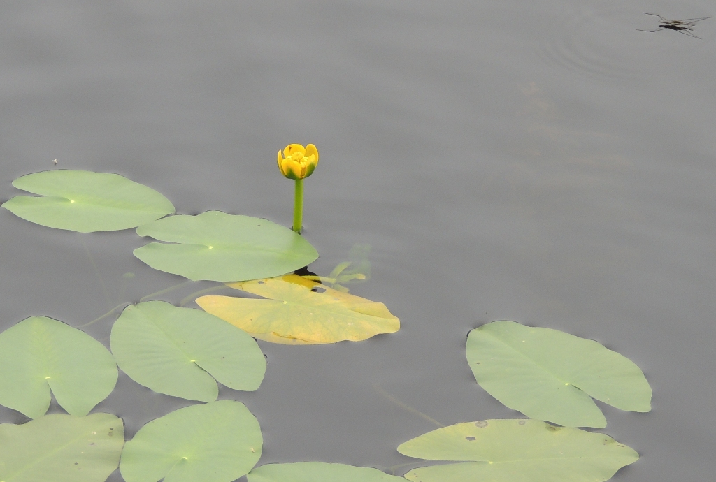 Изображение особи Nuphar pumila.