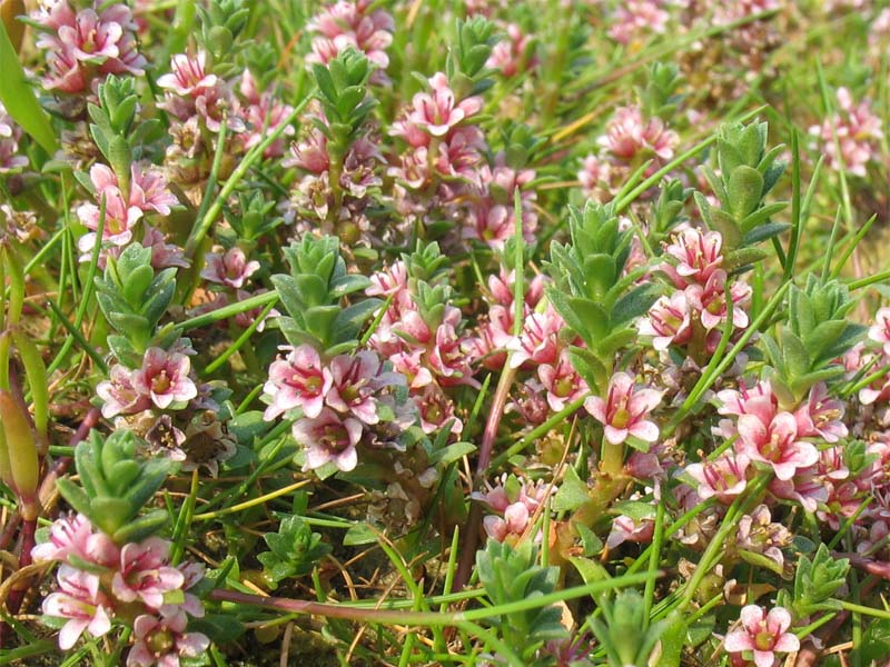 Image of Glaux maritima specimen.