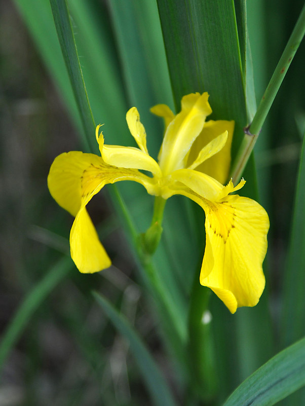 Изображение особи Iris pseudacorus.