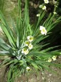 Sisyrinchium striatum