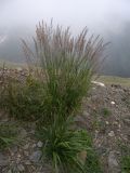 Calamagrostis caucasica