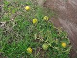 Citrullus colocynthis. Плодоносящие растения. Испания, Андалусия, провинция Альмерия, природный парк Cabo de Gata, рудеральное местообитание у обочины автомобильной дороги, одичавшее. 21 декабря 2009 г.