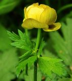 Trollius europaeus