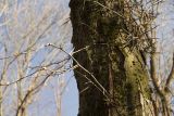 Gleditsia triacanthos. Часть ствола взрослого дерева, сбросившего листву. Краснодарский край, г. Гулькевичи, парк в пос. ВНИИСС. 07.11.2014.