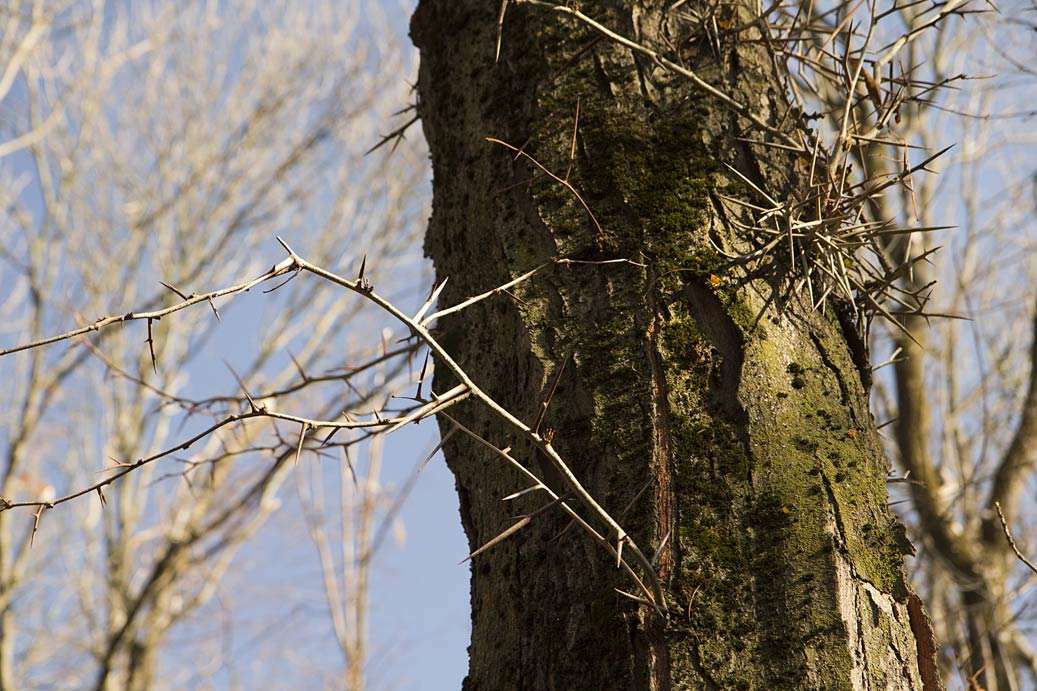 Изображение особи Gleditsia triacanthos.