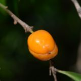 Pittosporum phillyraeoides