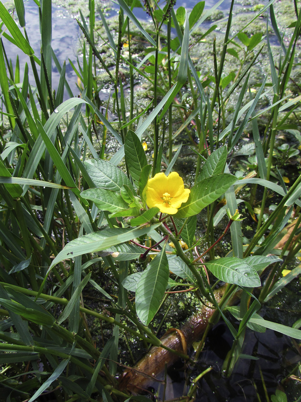 Изображение особи Ludwigia peploides.