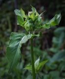 Cirsium oleraceum. Верхушка зацветающего растения. Ярославская обл, Переяславский р-н, с. Веськово, национальный парк «Плещеево озеро», сырой прибрежный луг. 17.08.2016.