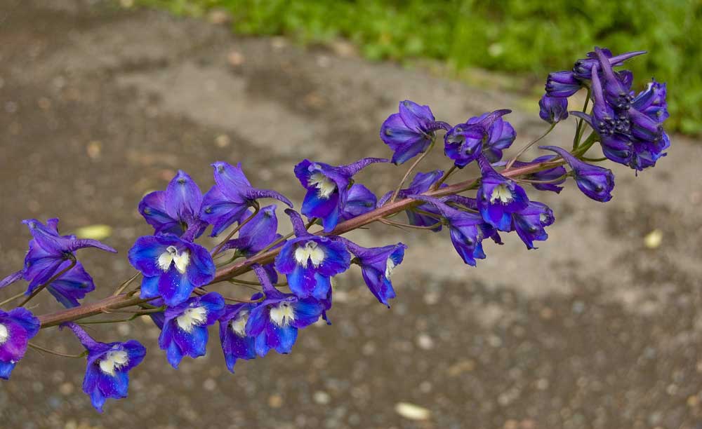 Изображение особи Delphinium &times; phoeniceum.