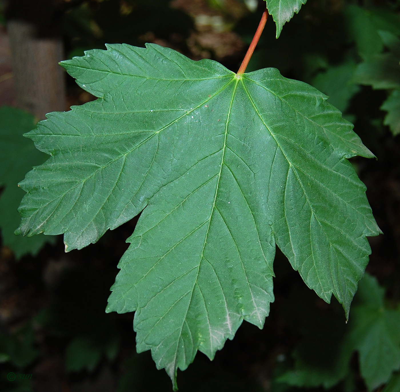 Изображение особи Acer pseudoplatanus.