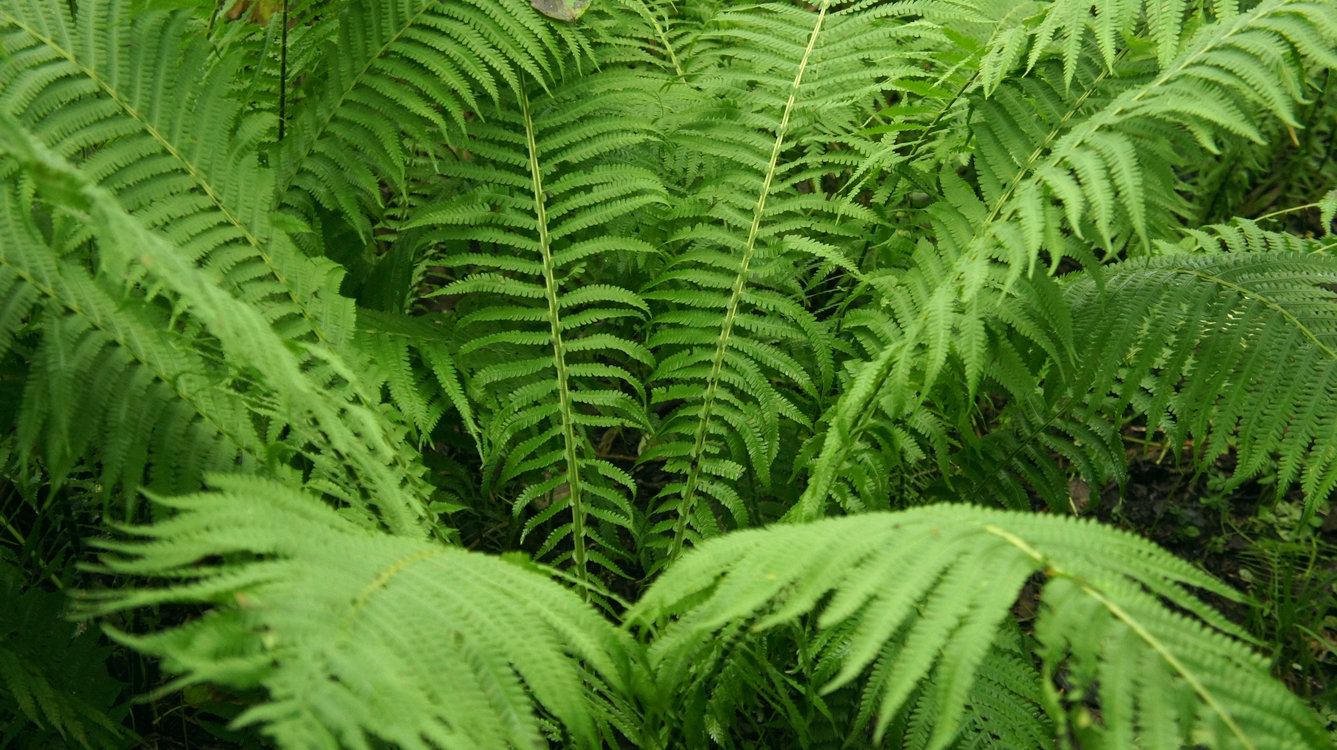 Image of Matteuccia struthiopteris specimen.