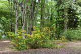 Rhododendron luteum. Цветущее растение. Грузия, край Имеретия, Хонийский муниципалитет, окр. с. Зеда-Горди, дол. р. Лукумела, выс. 640 м н.у.м., парк Дадиани, грабовая роща. 08.05.2017.