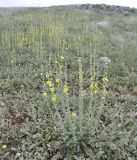 род Verbascum