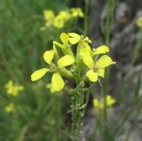 Erysimum collinum