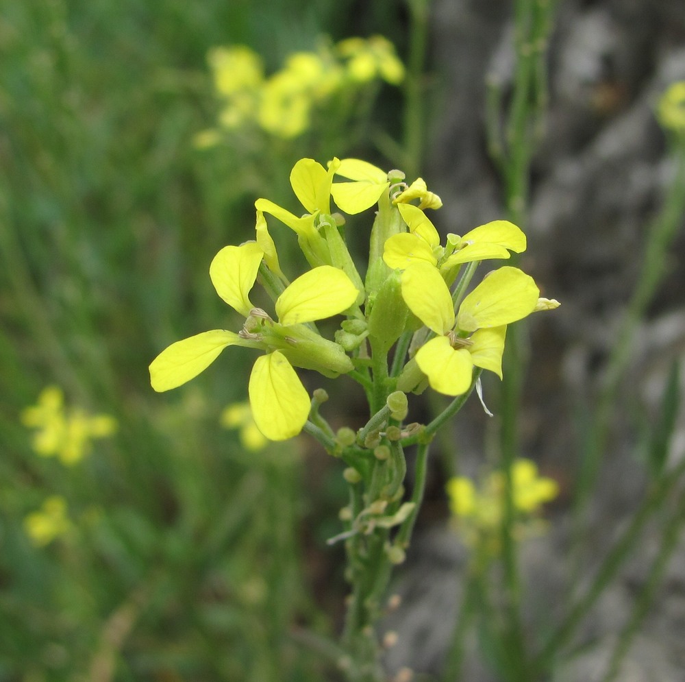 Изображение особи Erysimum collinum.