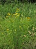 Senecio jacobaea ssp. dunensis